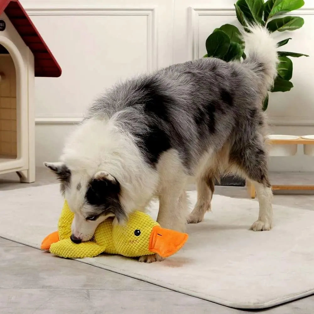 Cachorro brincando com brinquedo de pelúcia