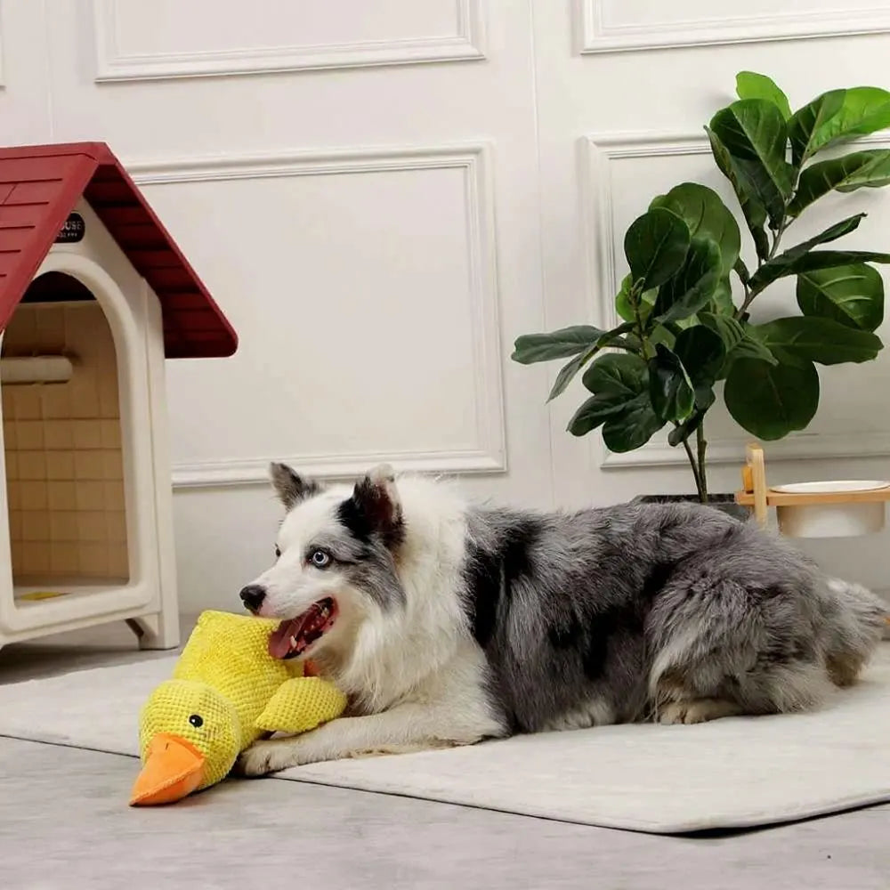 Cachorro brincando com brinquedo de pelúcia